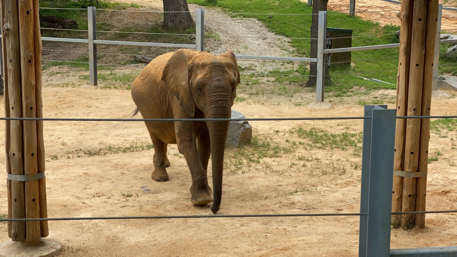 The Maryland Zoo’s breeding female Lil Felix 6/27/2020