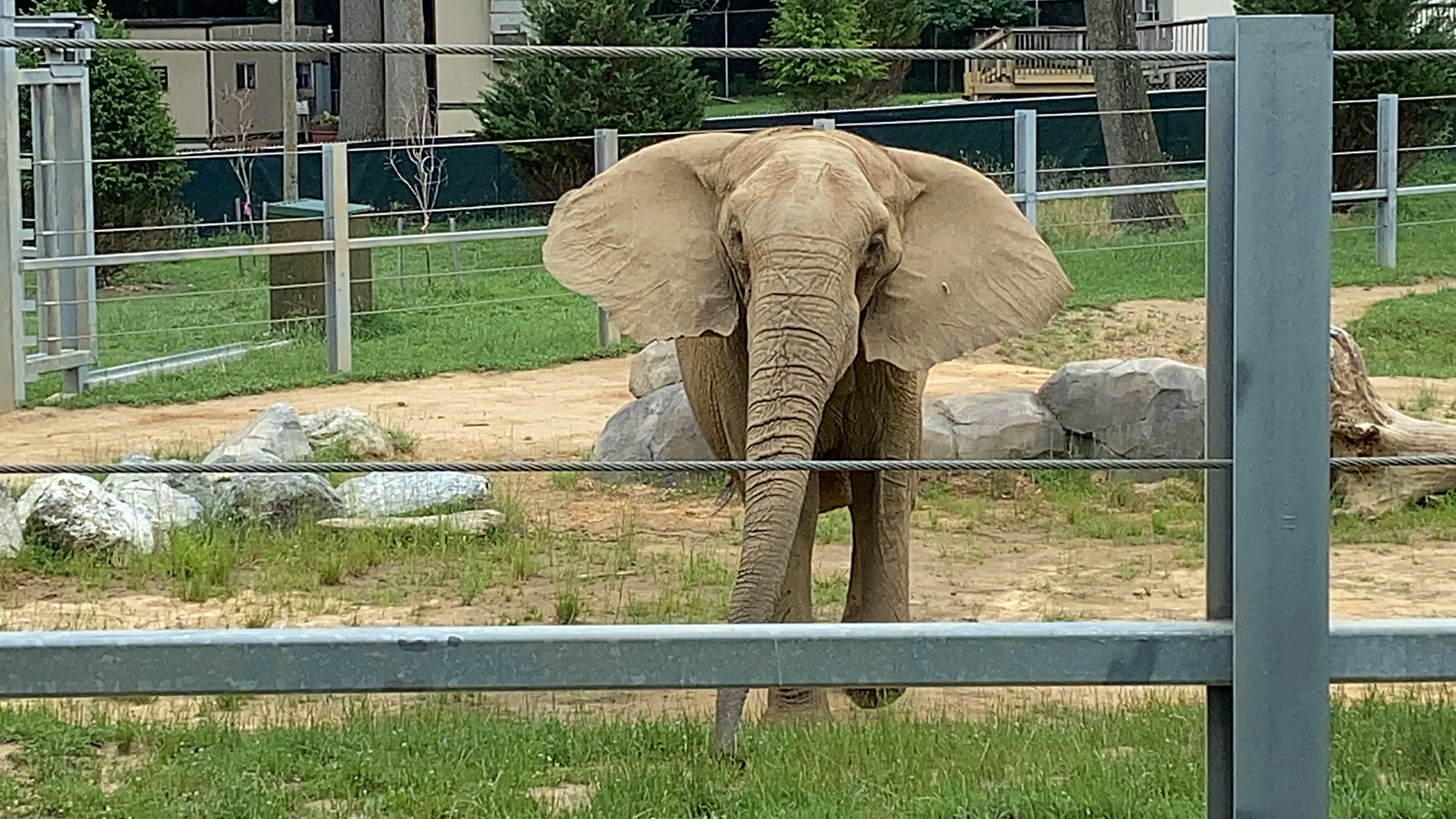 The Maryland Zoo’s breeding male Tuffy 6/27/2020