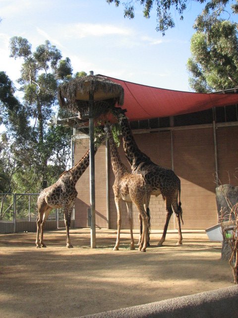 The Masai giraffe herd