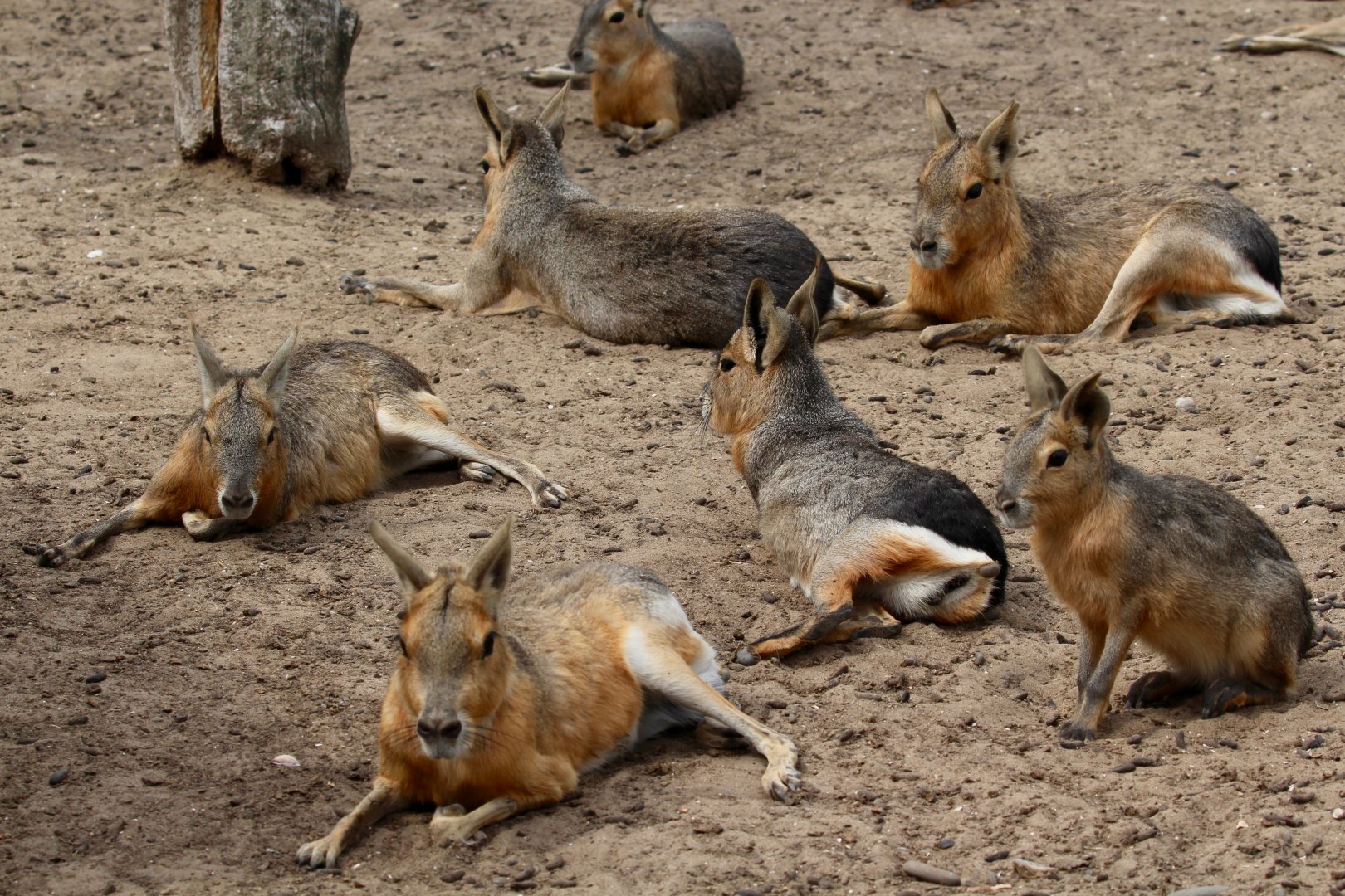 The Mass Mara Exhibit