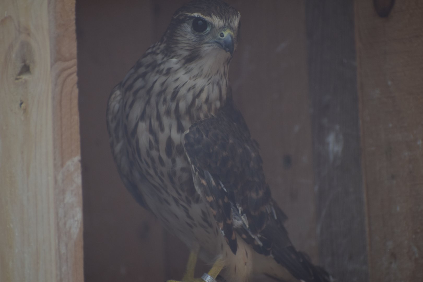 The merlin - paraZOO Vlašim