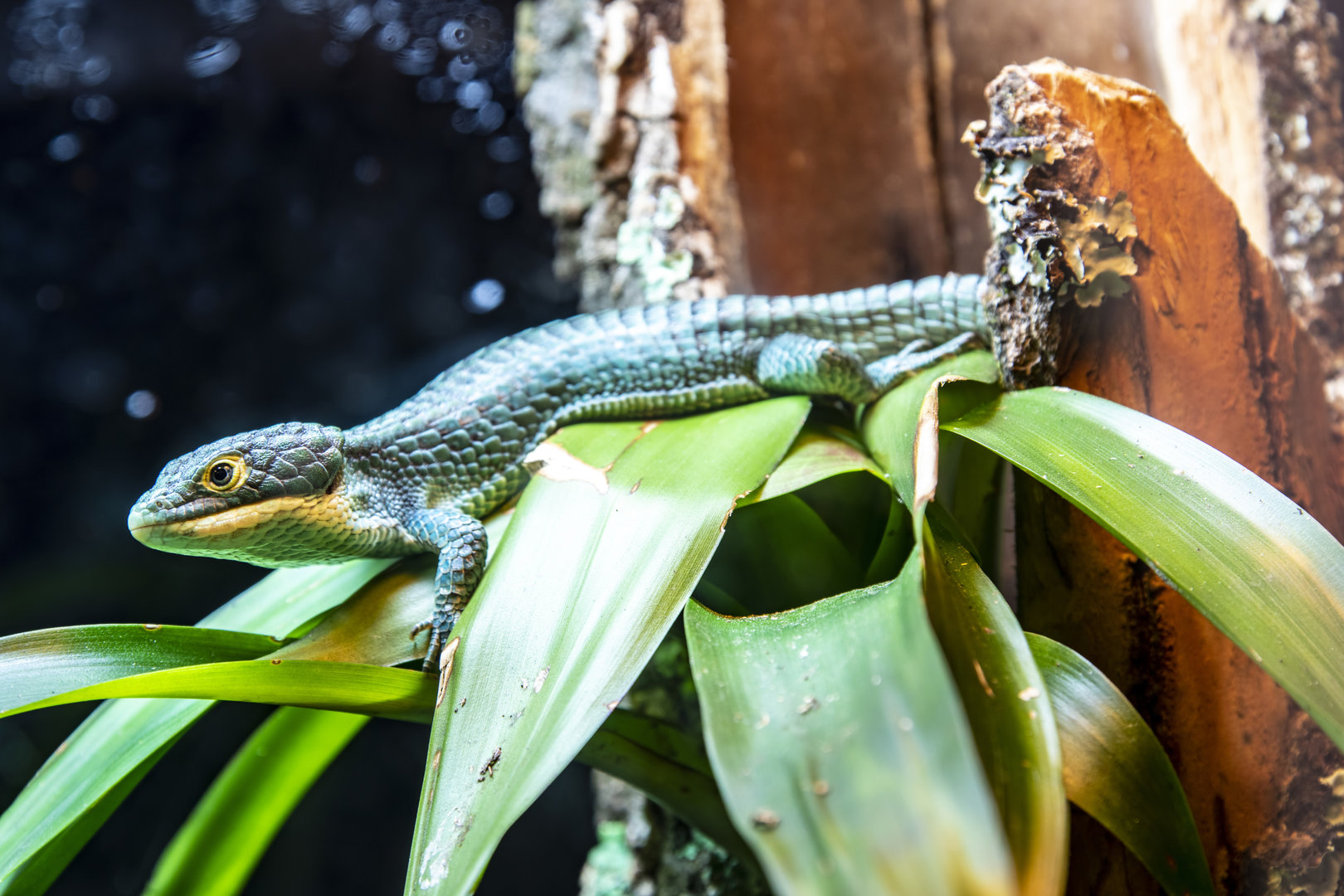 The Mexican alligator lizard (Abronia graminea)