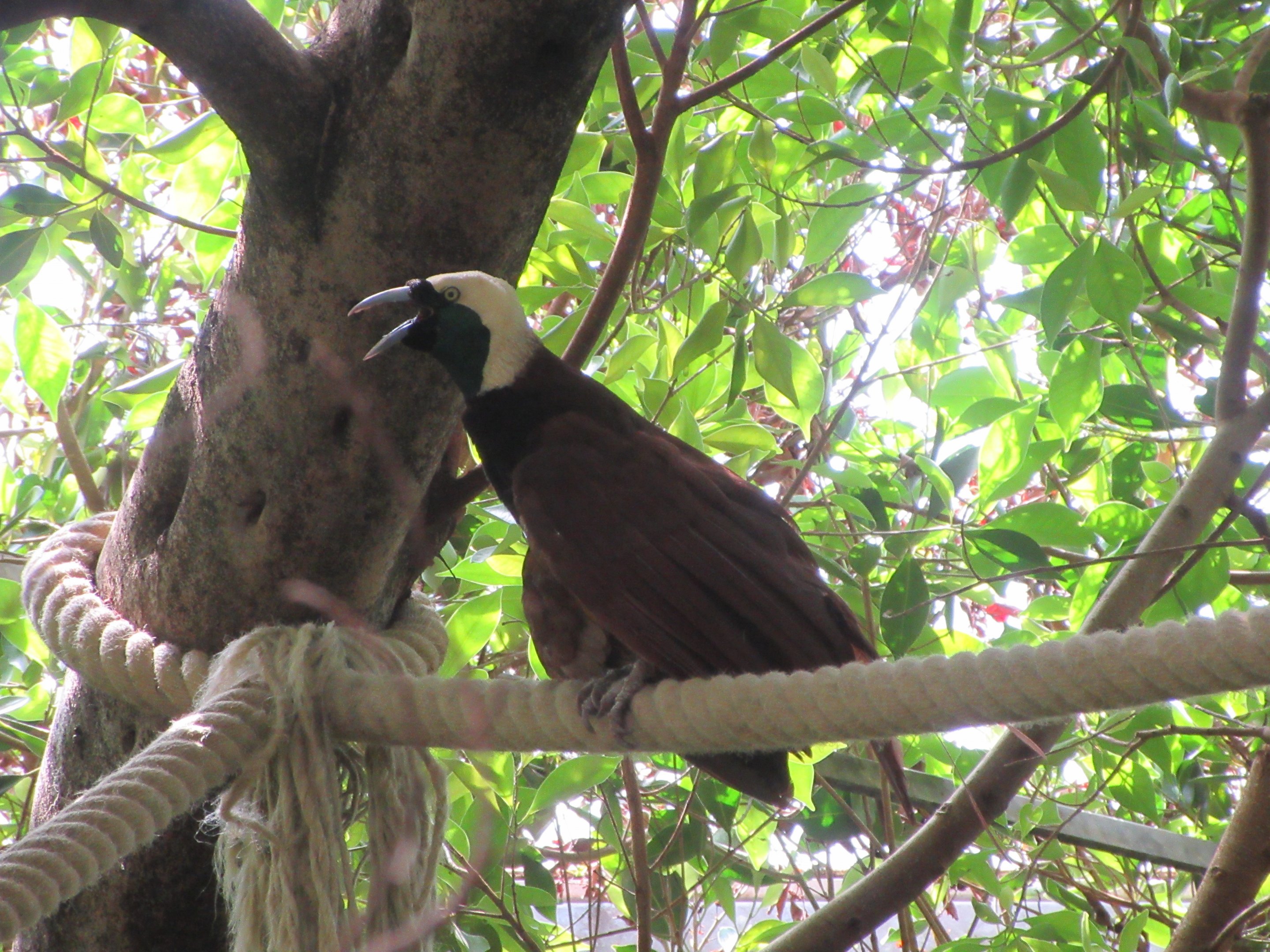 The Middle Kingdom Aviary - Greater Bird of Paradise (free-roaming)