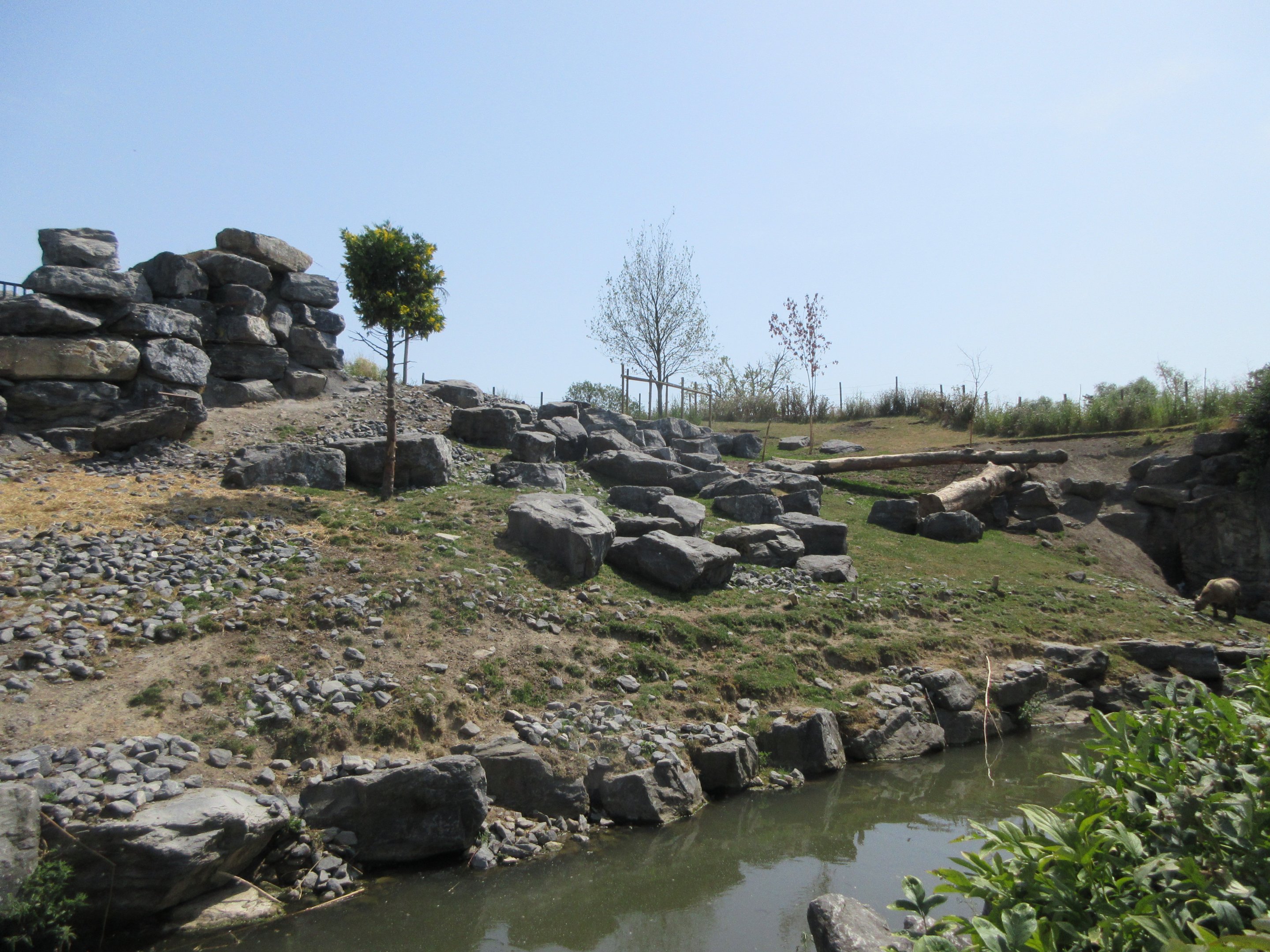 The Middle Kingdom - Golden Takin Exhibit