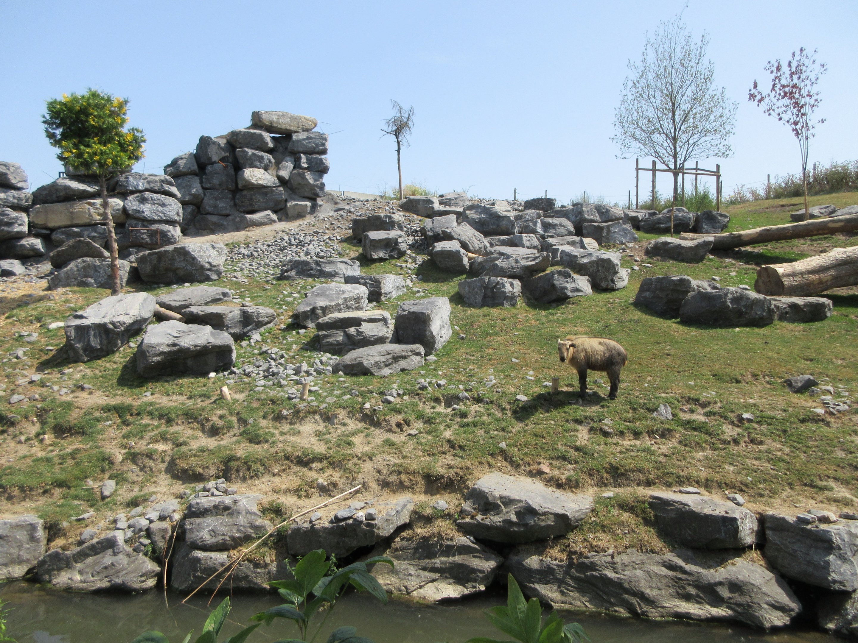 The Middle Kingdom - Golden Takin Exhibit