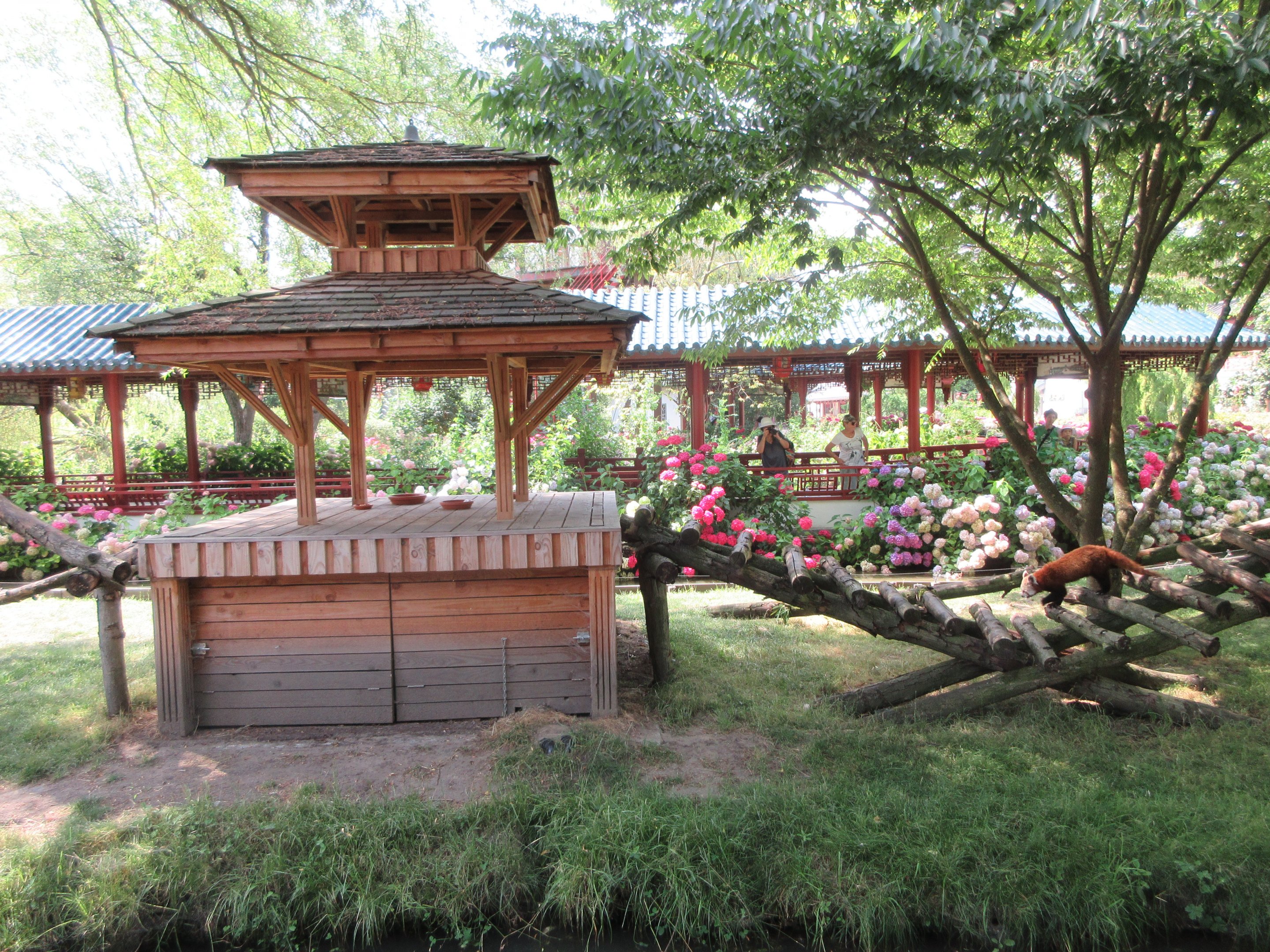 The Middle Kingdom - Red Panda Exhibit