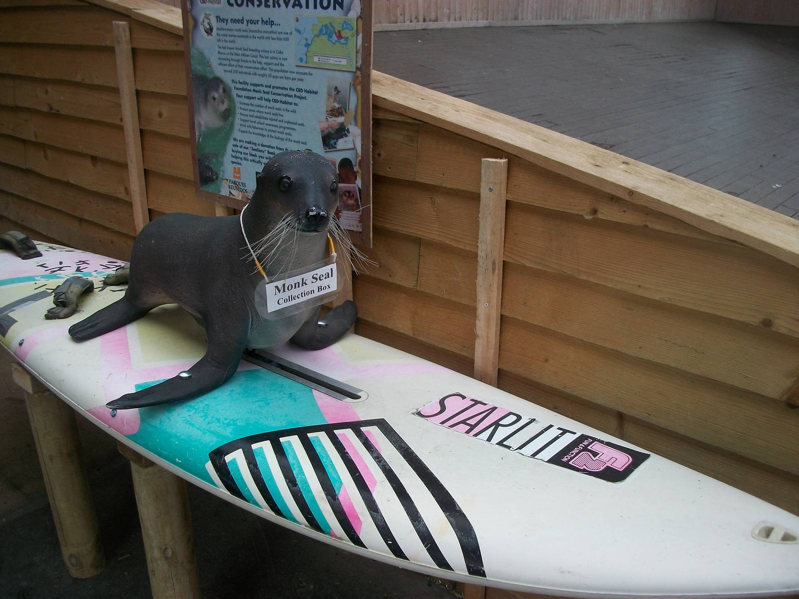The "Monk Seal" has a surfboard, 1st September 2014