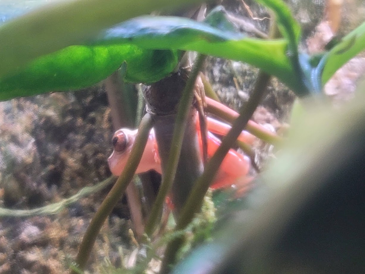 The Most Pink Frog To Ever Exist