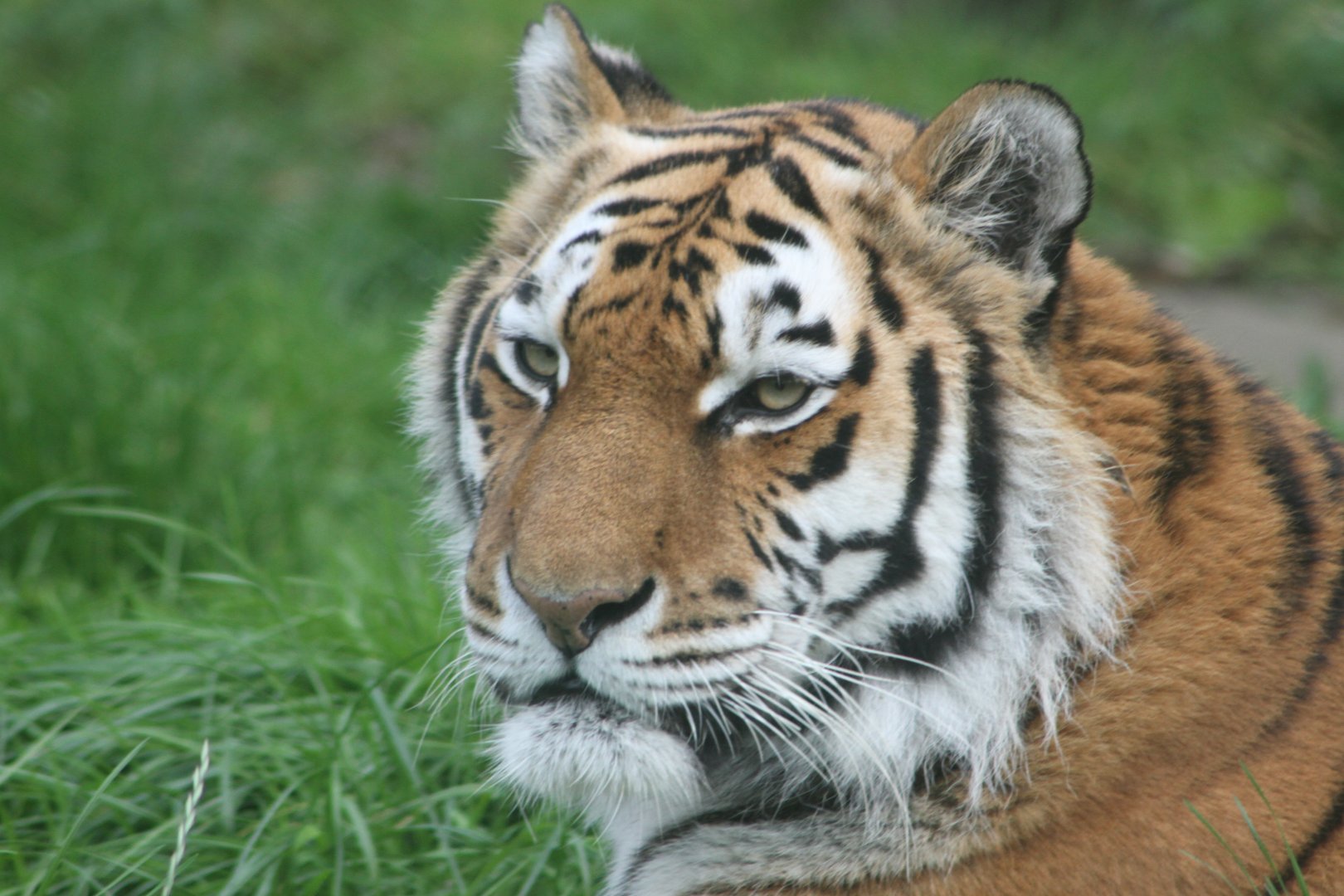 The most wonderful thing about Tiggers, are Tiggers are wonderful things !