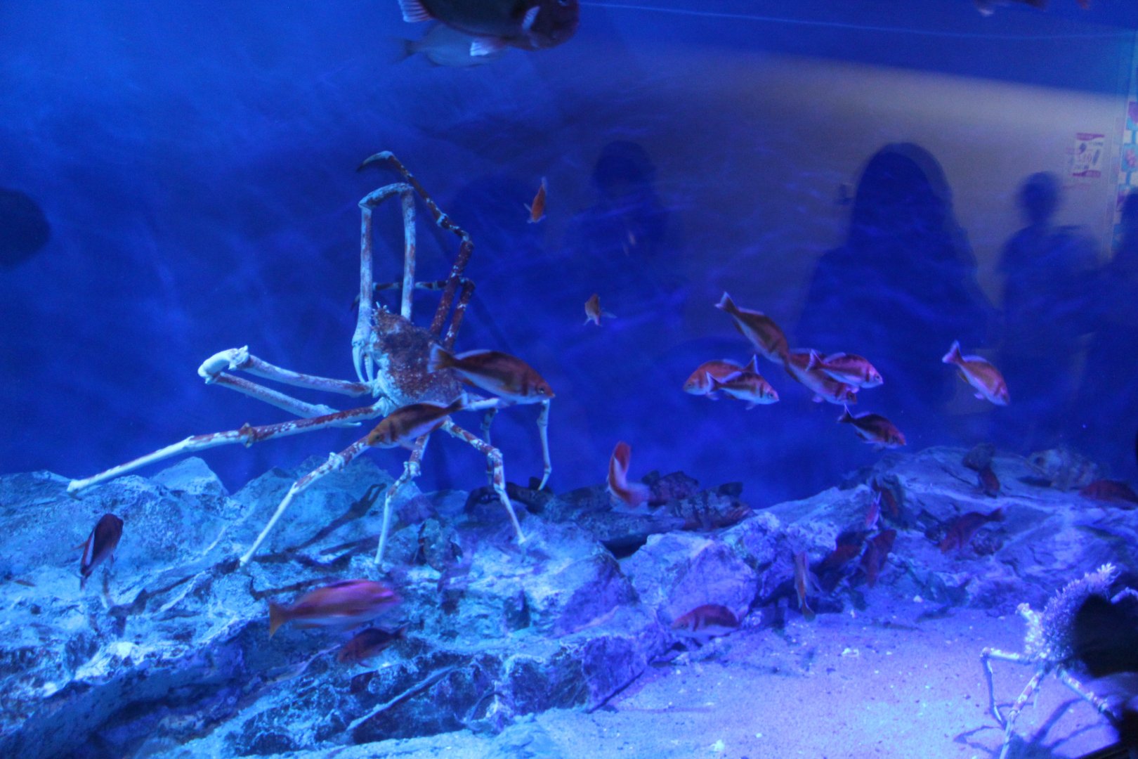 The "Must-have" species for Japanese aquarium