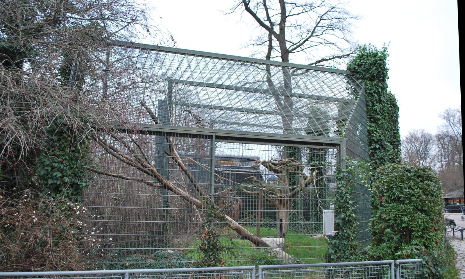 The mystery (?) of the free-ranging ring-tailed lemurs...