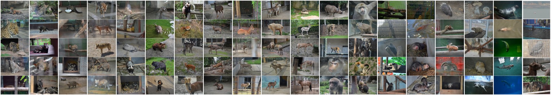 The native mammals I have photographed during the last half decade.