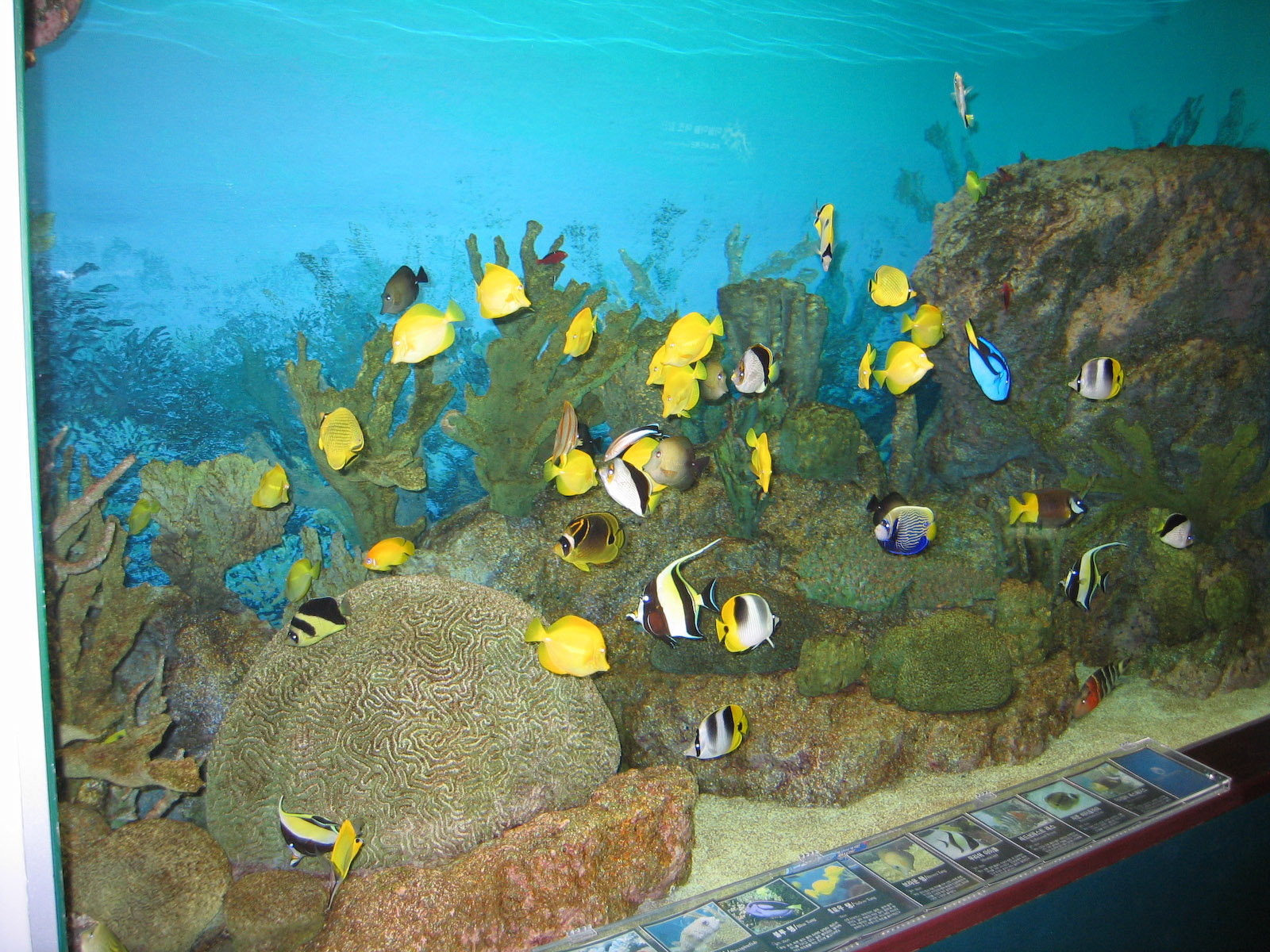 The Nemo section - Oct 2003