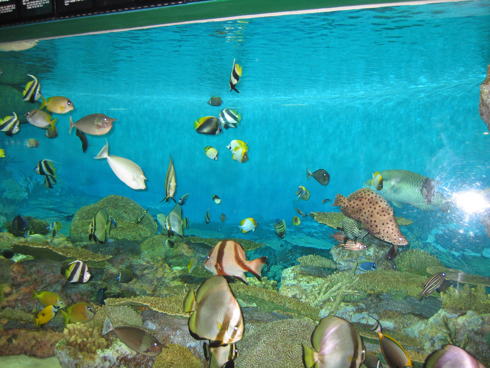 The Nemo section - Oct 2003