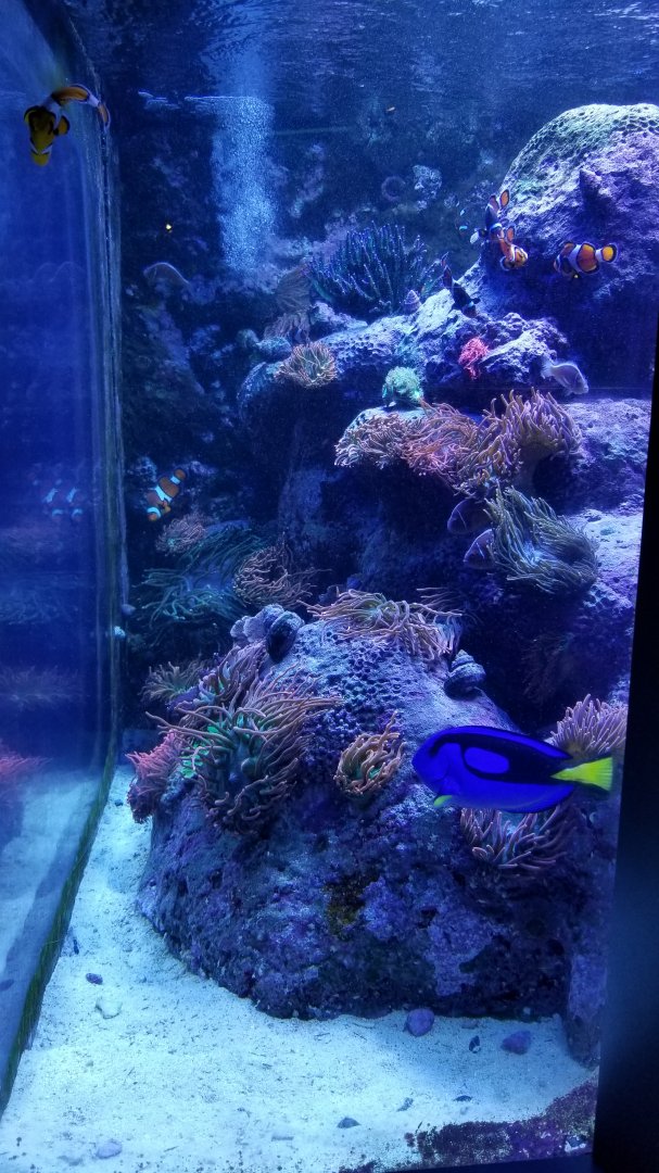 The Nemo tank... hippo tang, clownfish
