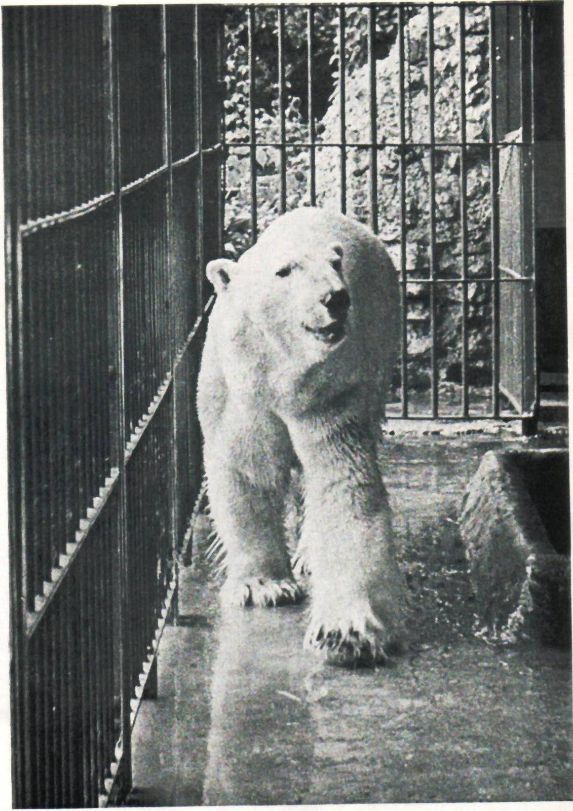 The Ness prior to the building of Shaldon Zoo