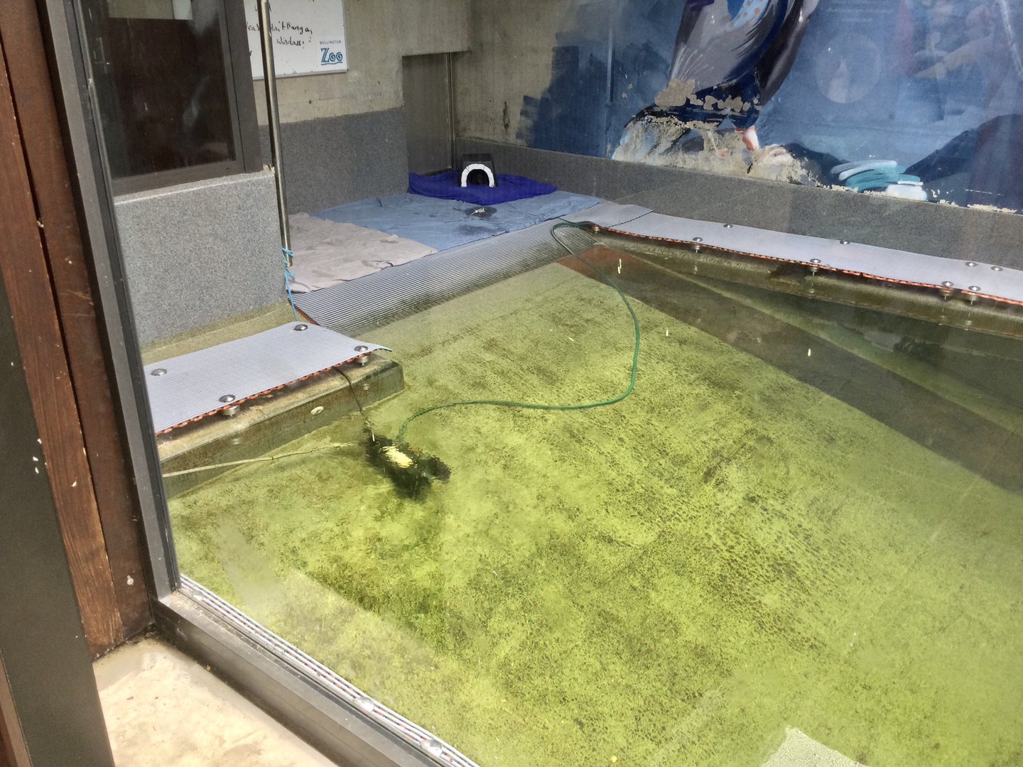 The Nest (Vet Hospital) - Sea Bird Rehabilitation Pool