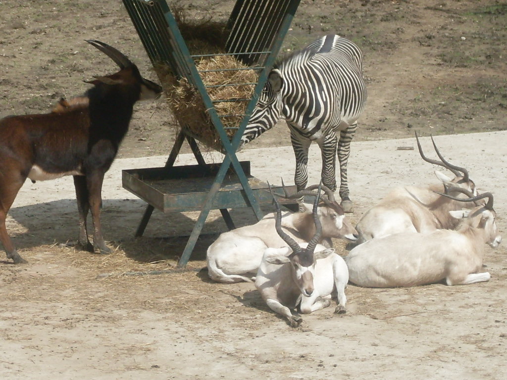 The new Africa mixed exhibit