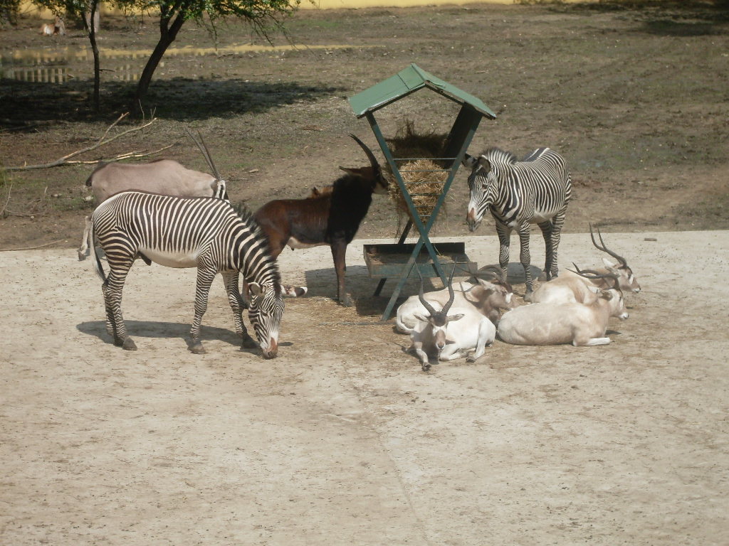 The new Africa mixed exhibit