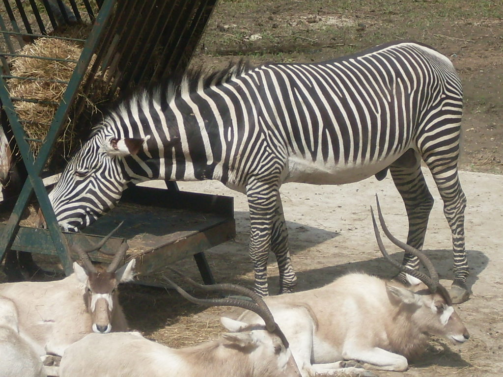 The new Africa mixed exhibit