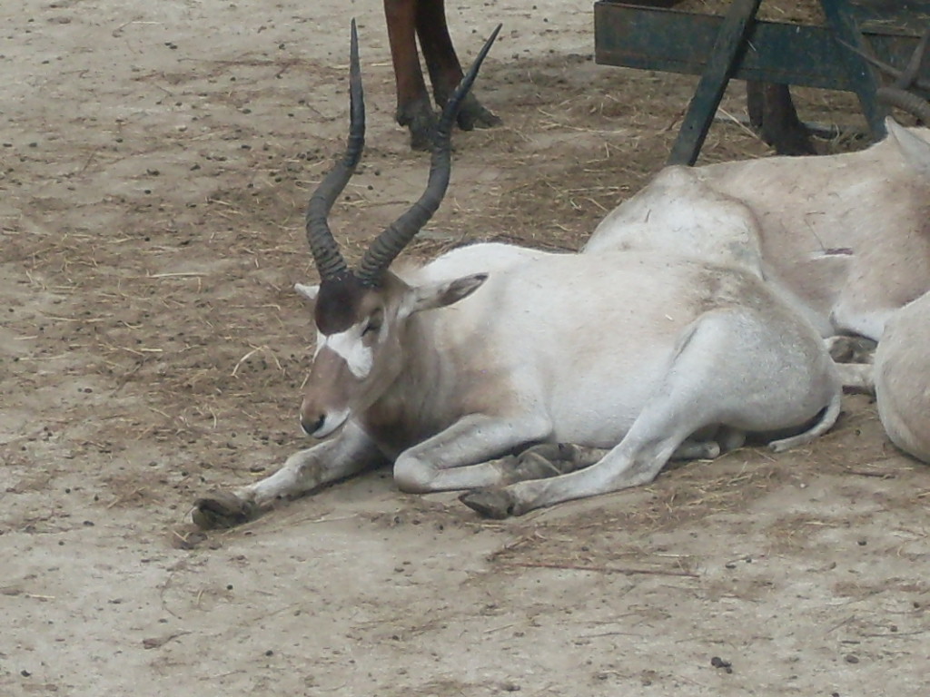 The new Africa mixed exhibit