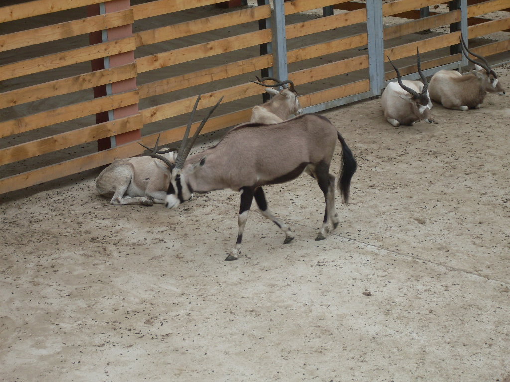 The new Africa mixed exhibit