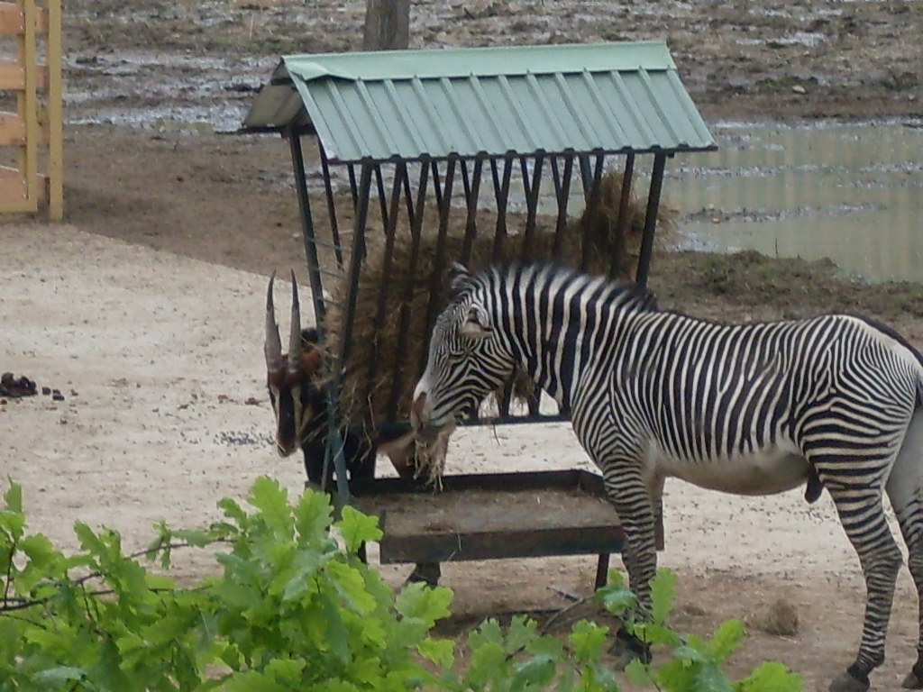 The new Africa mixed exhibit