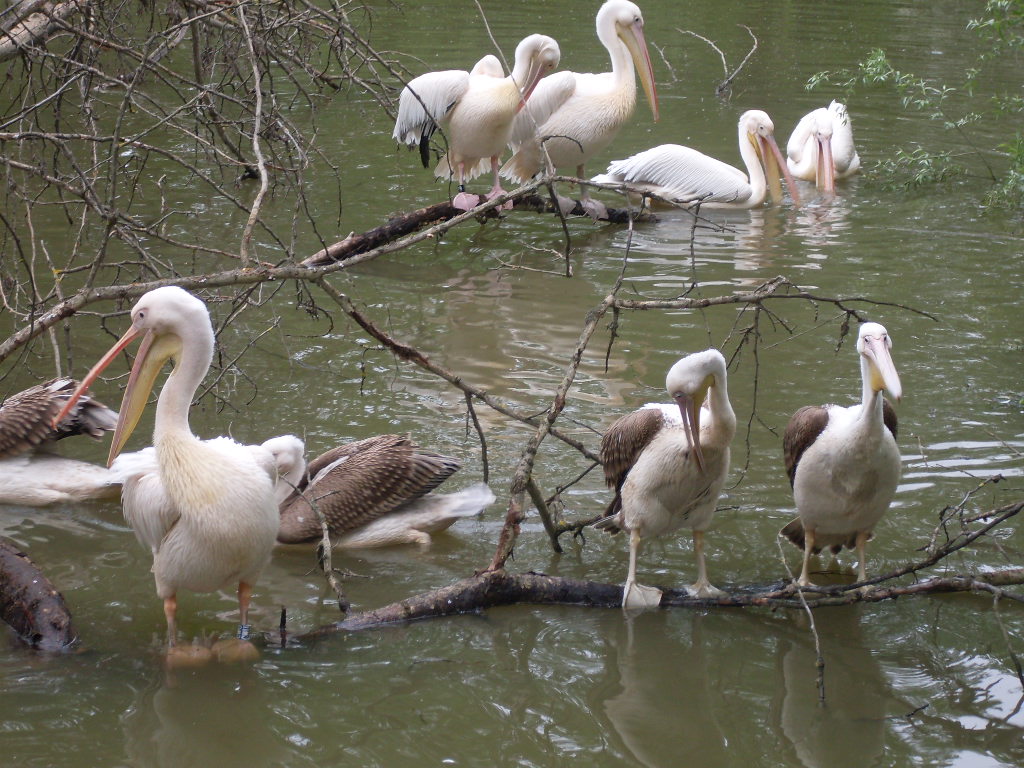 The new Africa mixed exhibit