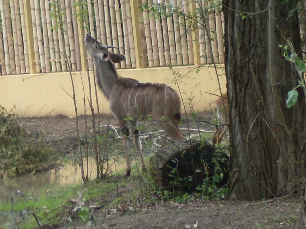 The new Africa mixed exhibit