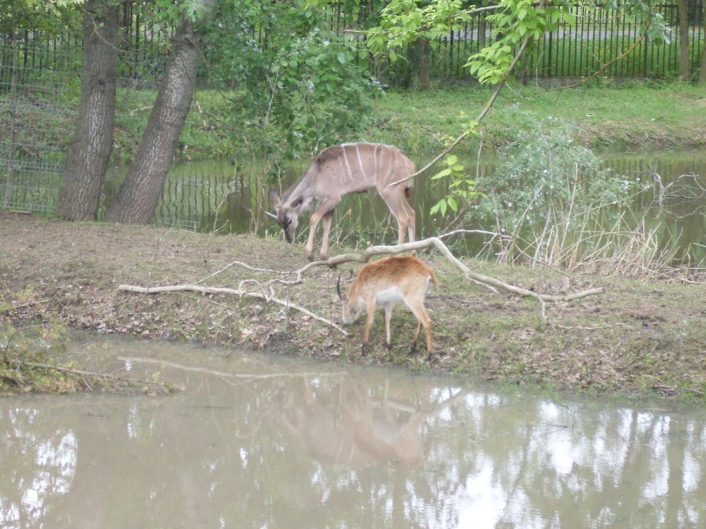 The new Africa mixed exhibit