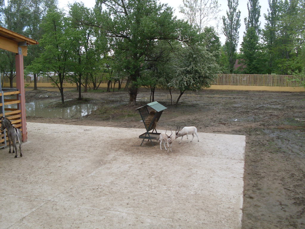 The new Africa mixed exhibit