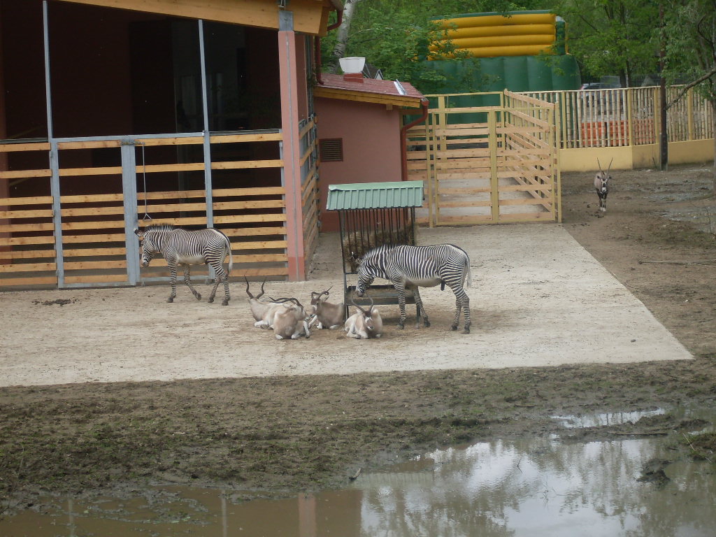 The new Africa mixed exhibit