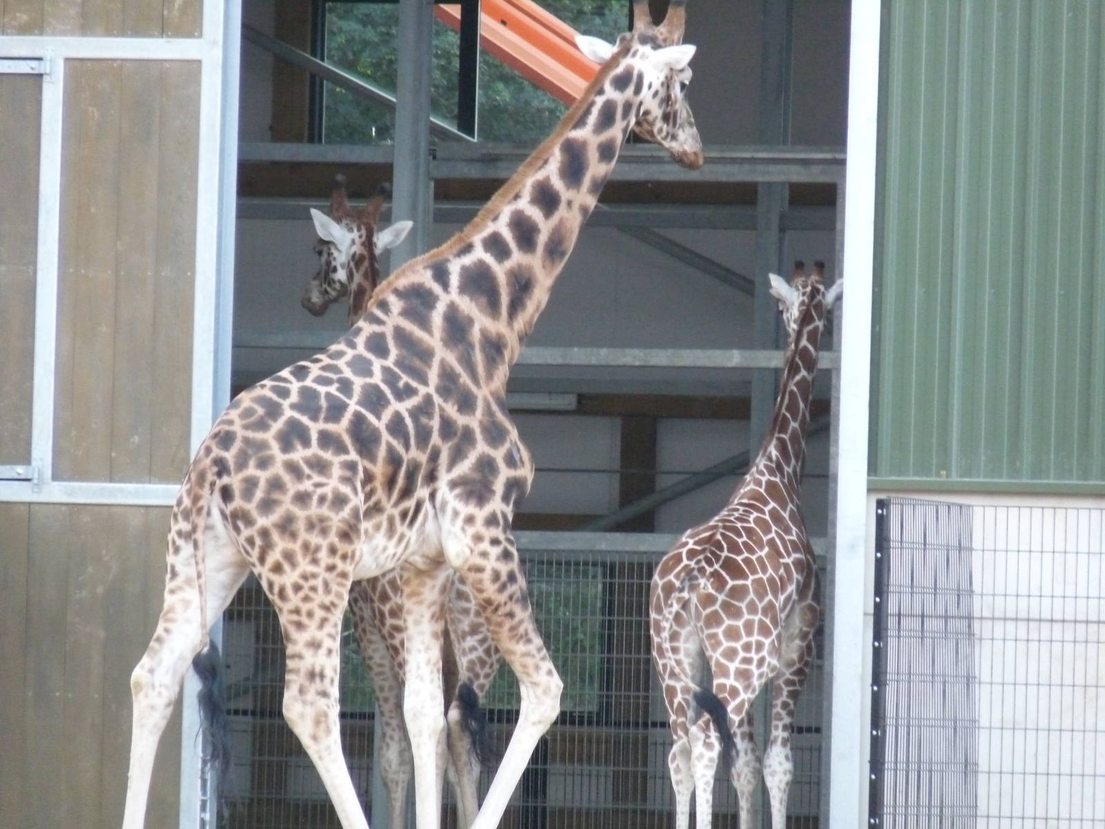 The new arrivals 3/10/12