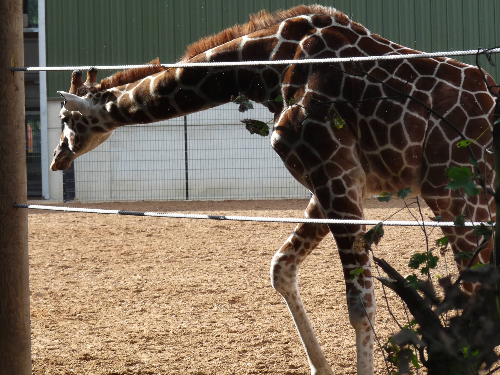 The new arrivals 3/10/12