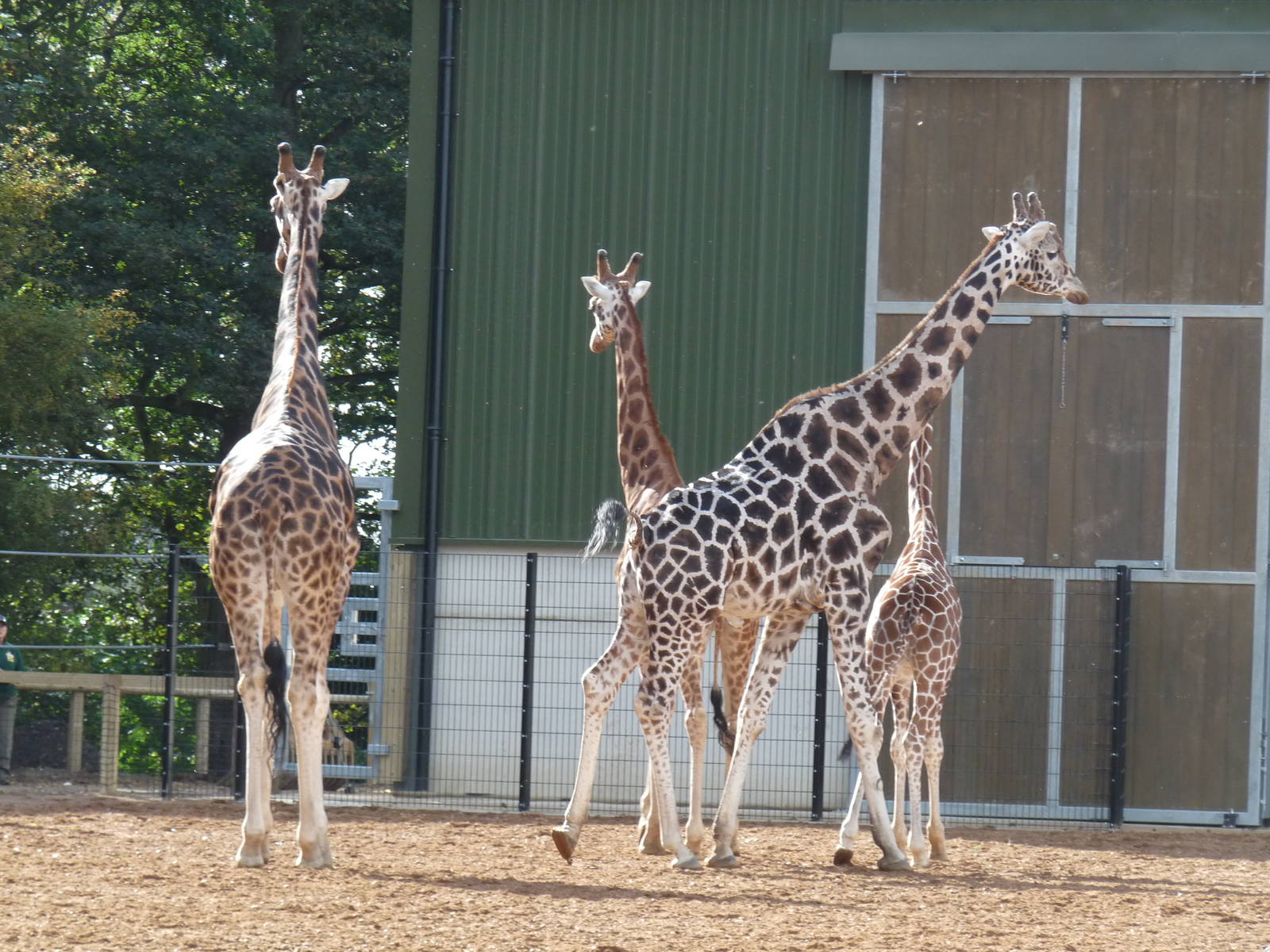 The new arrivals 3/10/12