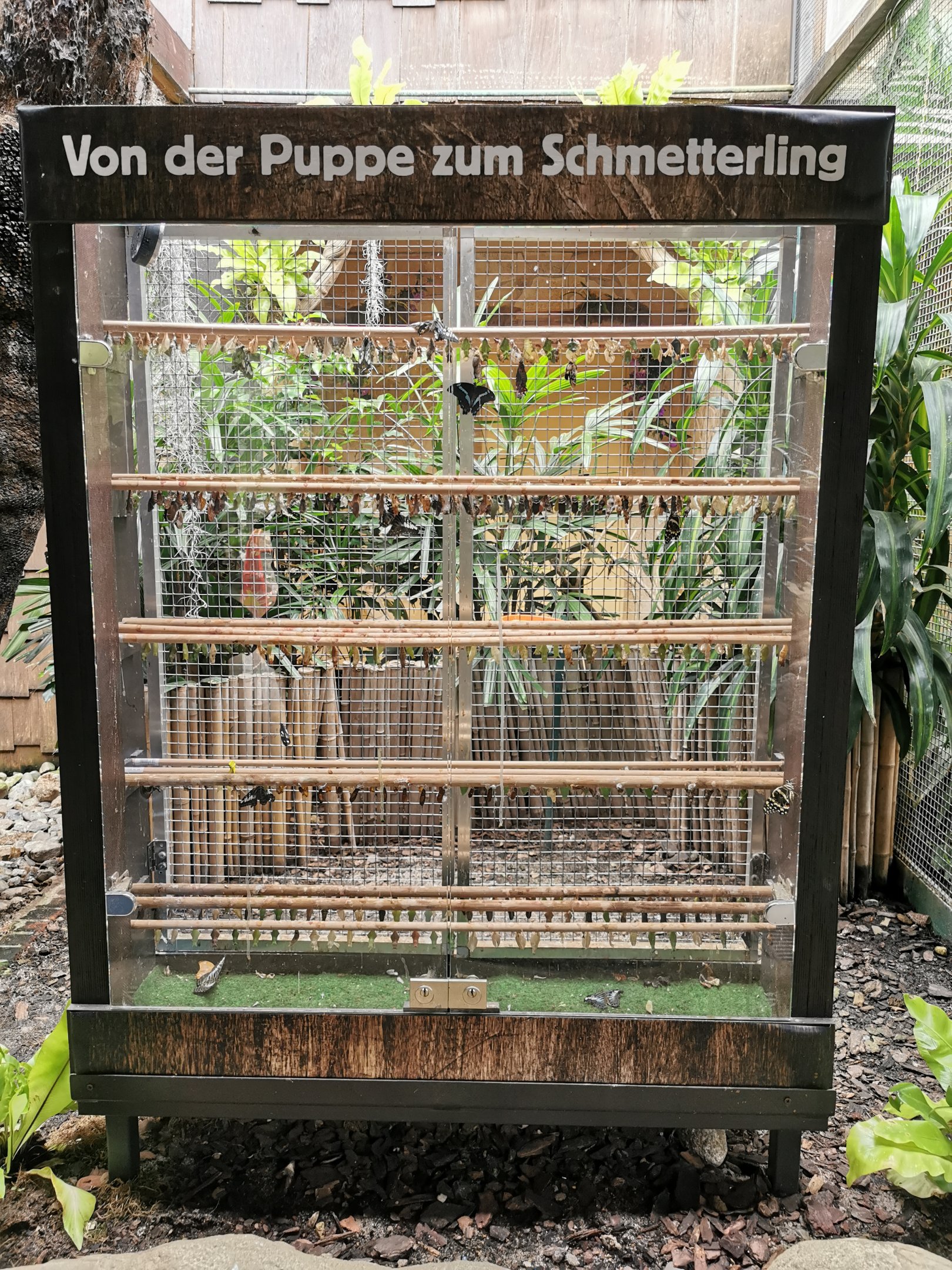 The new "butterfly corner" in Pukara