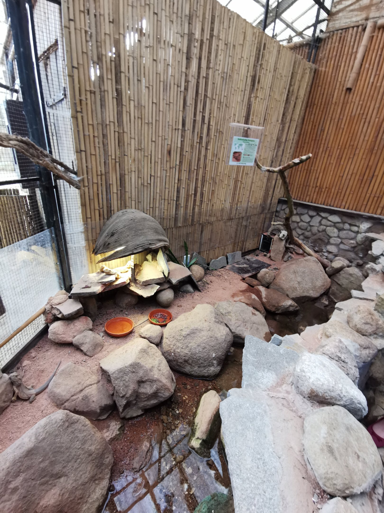 The new central bearded dragon exhibit in the paradieshalle