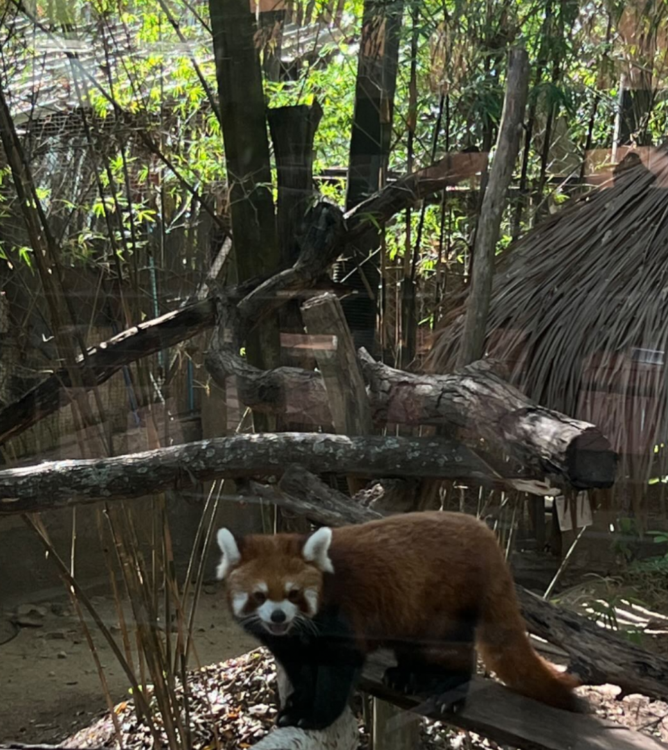 The new Chinese red panda is named Haru