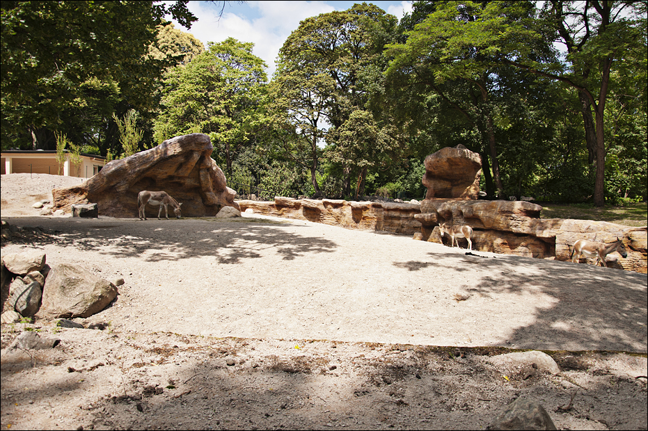 The new desert enclosure at Hamburg