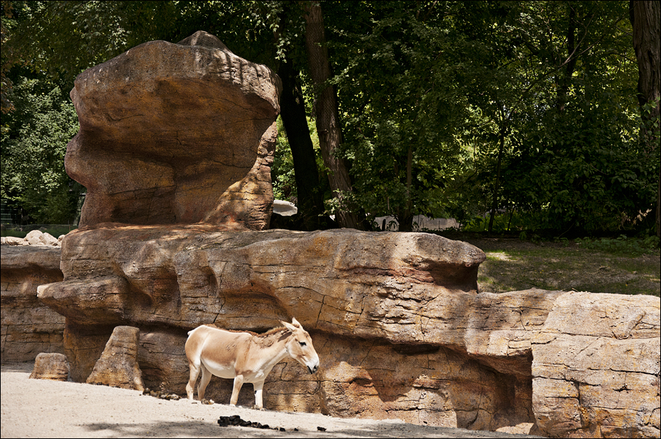 The new desert enclosure at Hamburg