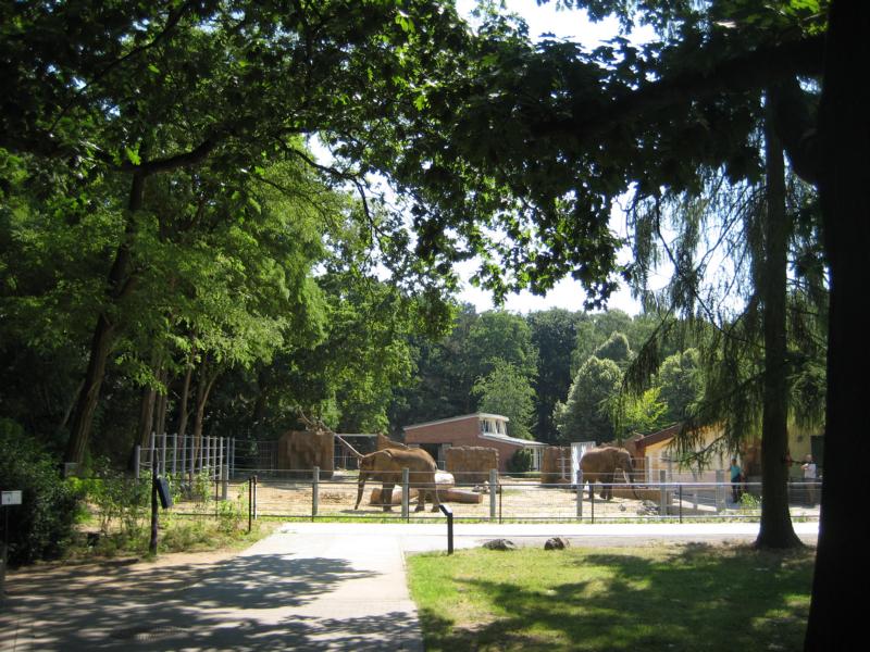 The new elephant exhibit