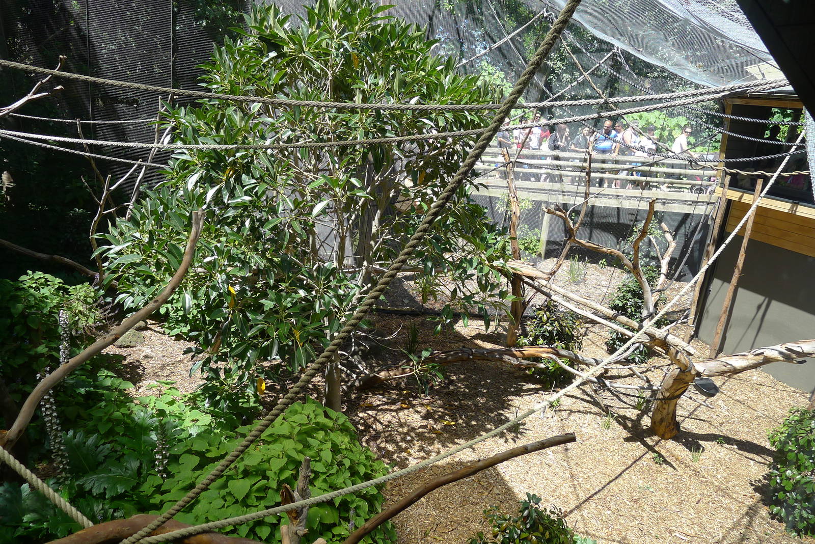 The new enlarged and re furbished gibbon enclosure
