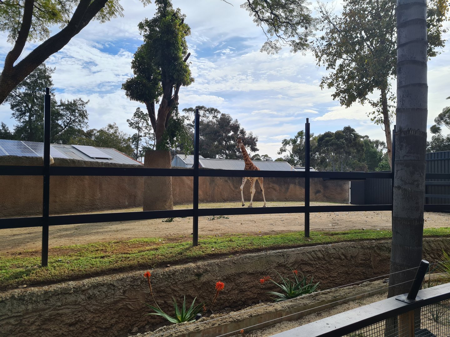 The new expanded portion of the giraffe enclosure