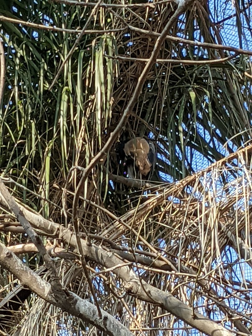 The New Female Boat-billed Heron