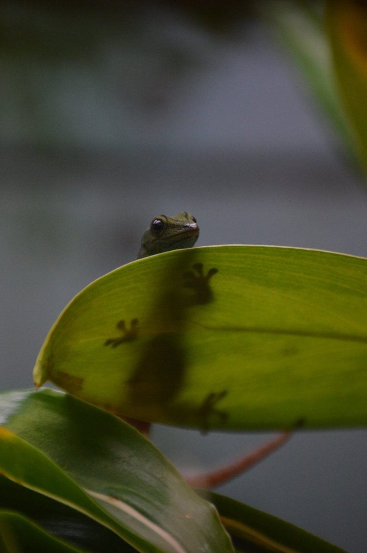 The new female Lygodactylus williamsi