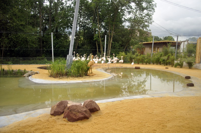 The new flamingo encolusre