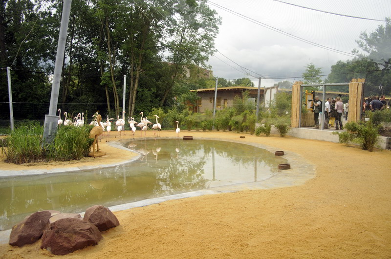 The new flamingo encolusre