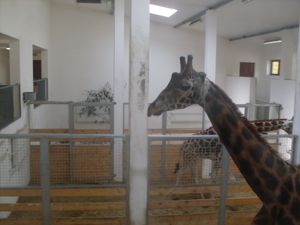 The new giraffe indoor exhibit in the new Africa House