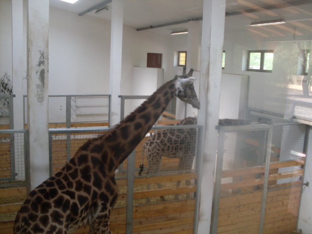The new giraffe indoor exhibit in the new Africa House