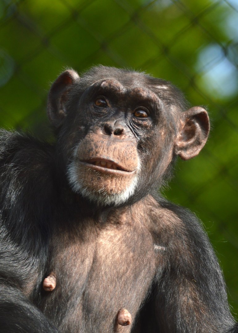 The new girl, chimpanzee Donna